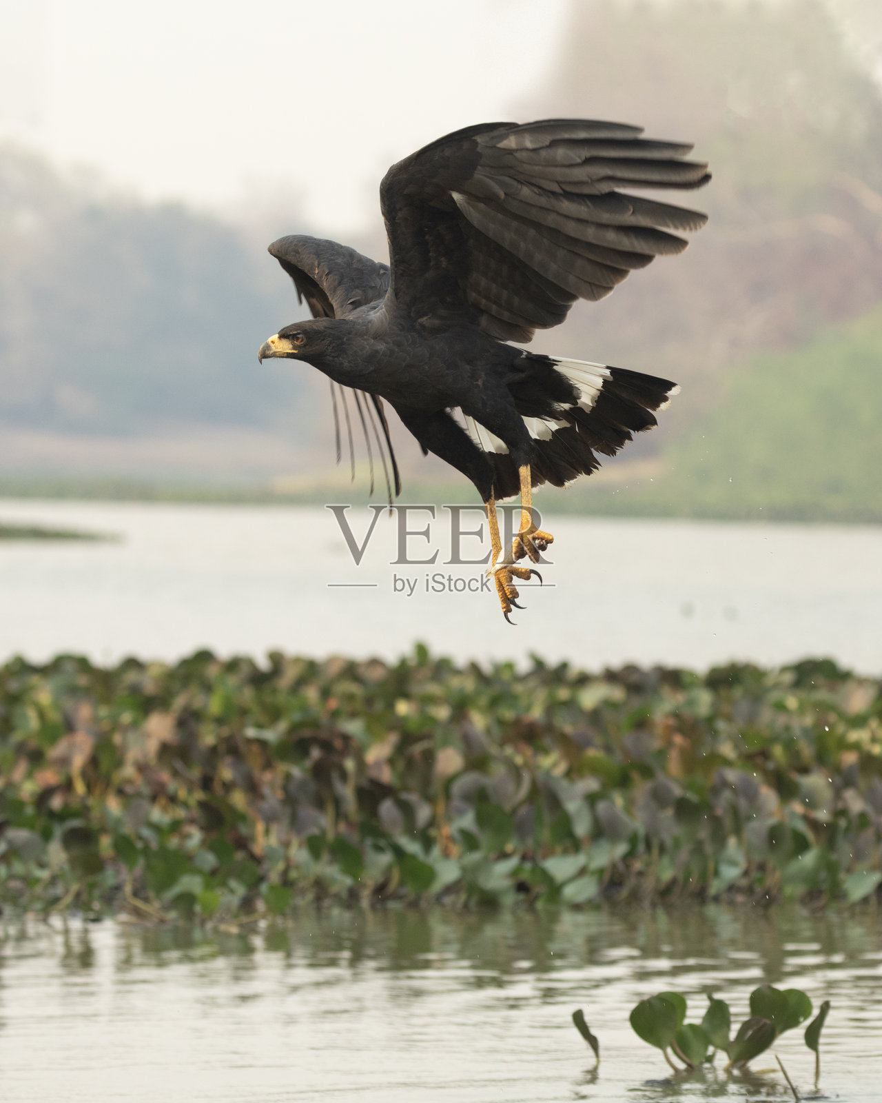 大黑鹰；巴西黑鹰，捕鱼：巴西潘塔纳尔照片摄影图片