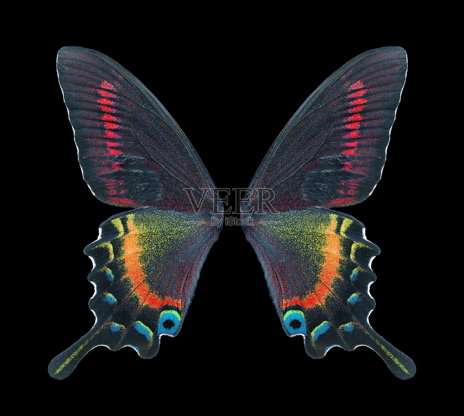 热带凤尾蝶明亮多彩的翅膀，背景为黑色照片摄影图片
