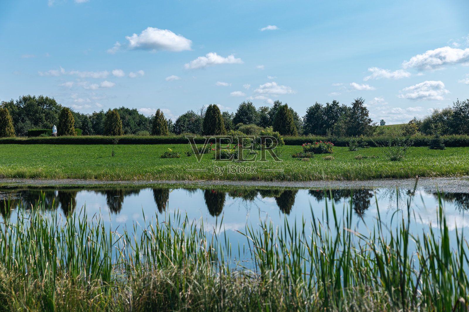 池塘映照着明亮的蓝天和蓬松的白云。池塘四周环绕着郁郁葱葱的绿草和树木，营造出宁静而祥和的氛围。这个画面唤起了一种宁静的感觉。照片摄影图片