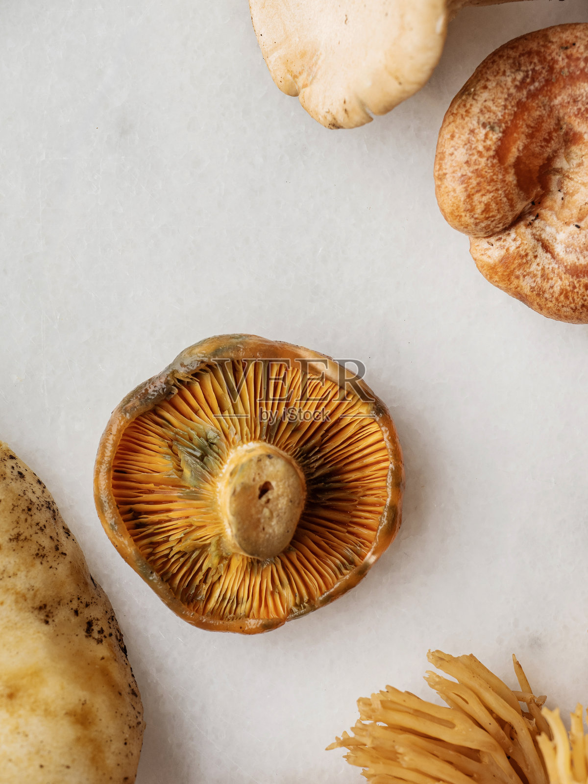 蘑菇。新鲜清洗过的蘑菇，刚在松林中采摘。红松蘑菇，背景为白色。美味乳菇。藏红花奶盖蘑菇。Kanlica mantarı。照片摄影图片