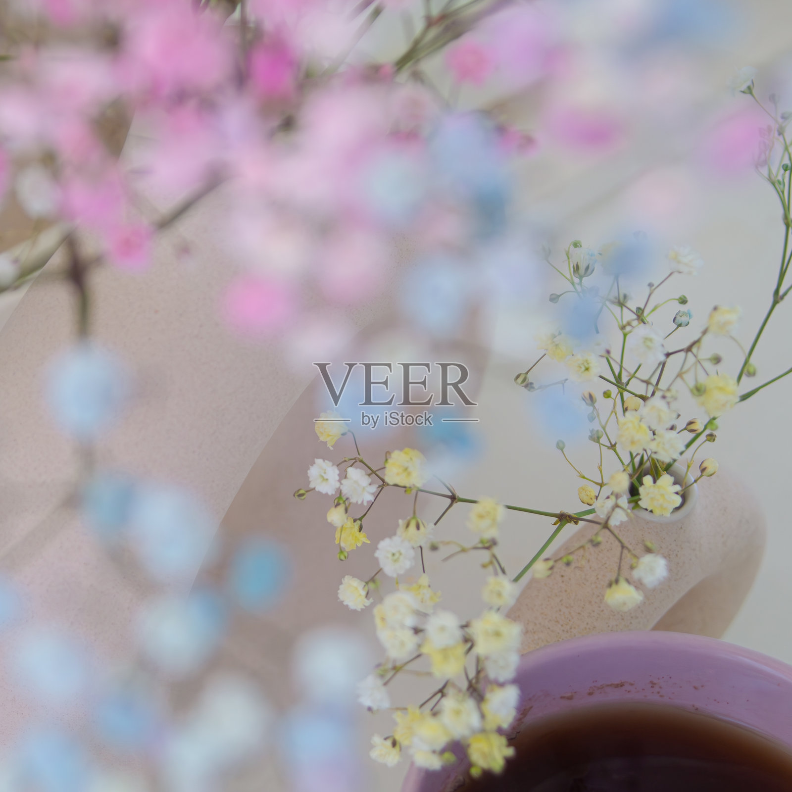 满天星特写花朵照片摄影图片