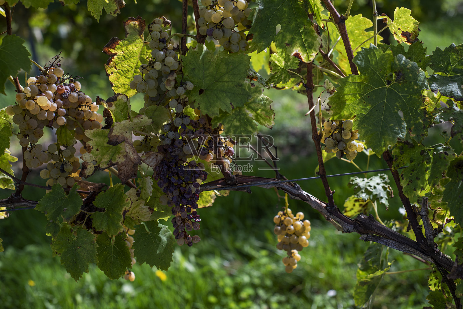 初秋时节，白葡萄的特写镜头。照片摄影图片
