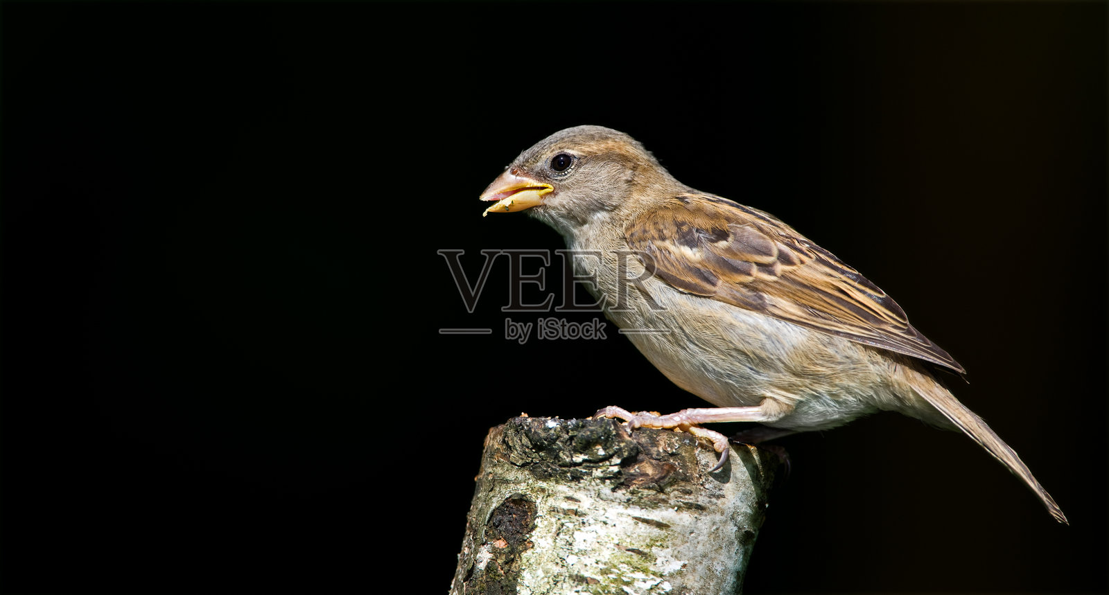 我花园里的麻雀照片摄影图片