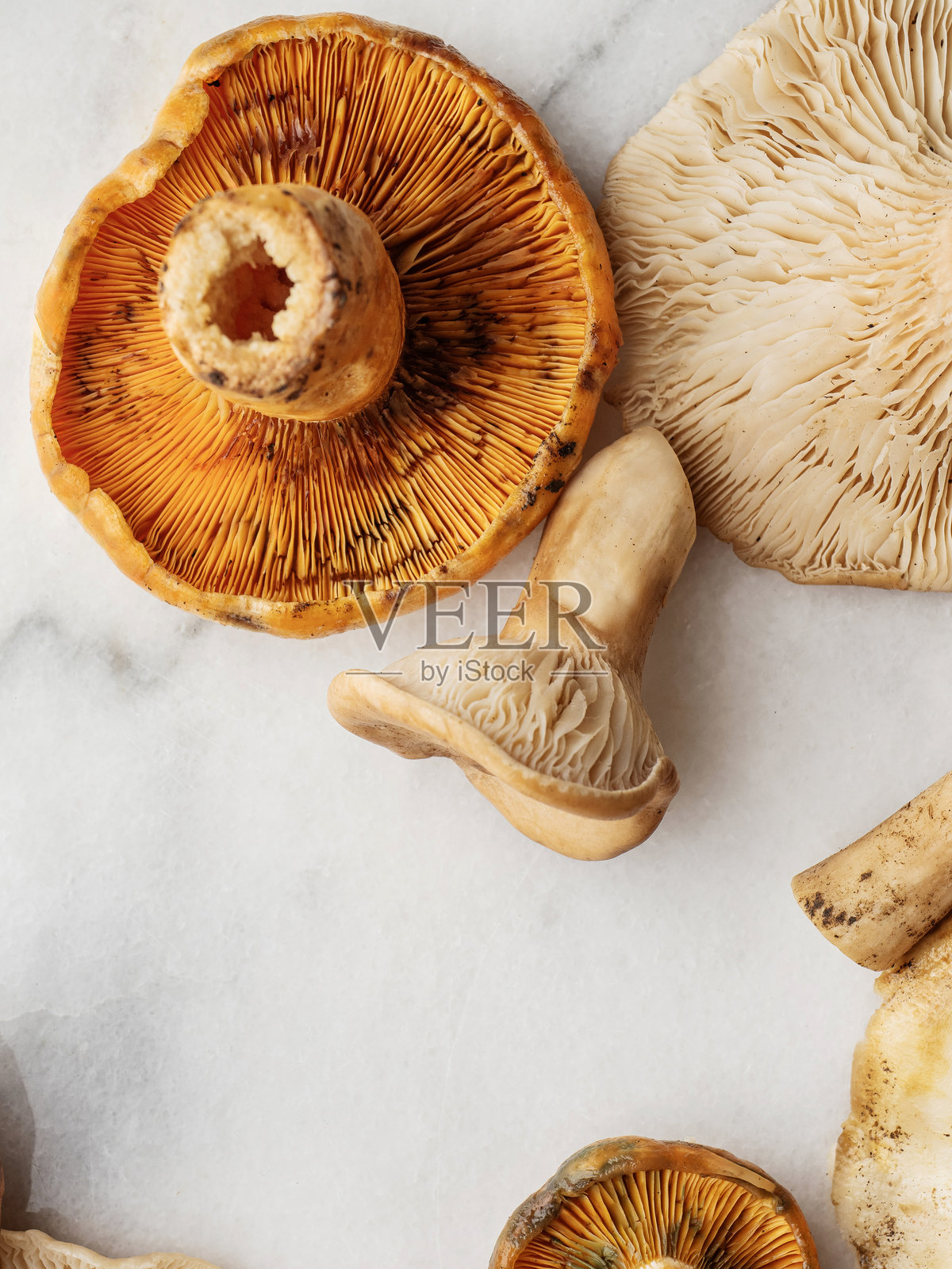 蘑菇。新鲜清洗过的蘑菇，刚在松林中采摘。红松蘑菇，背景为白色。美味乳菇。藏红花奶盖蘑菇。Kanlica mantarı。照片摄影图片