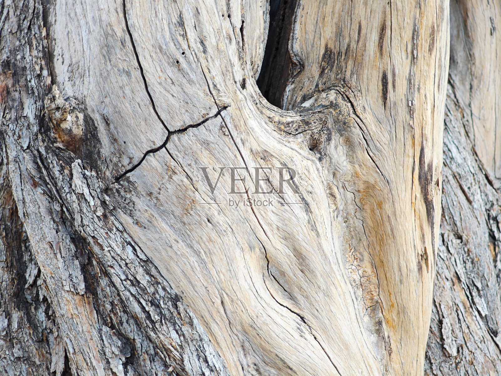 树木木纹背景照片摄影图片