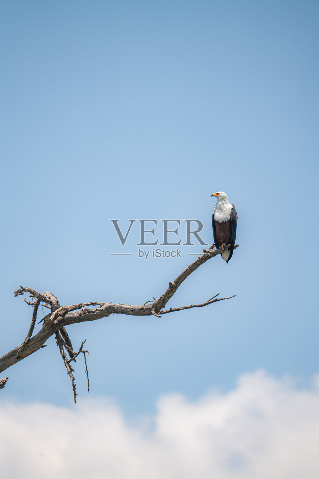 一只鱼鹰栖息在树枝上，背景是蓝天。照片摄影图片