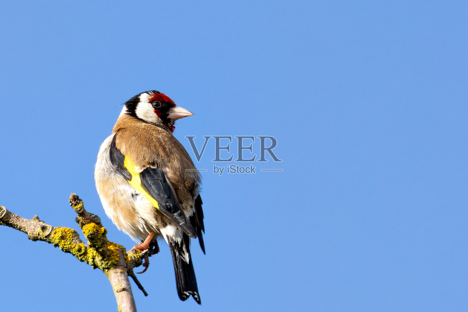 在都柏林北郡发现的欧洲金翅雀（Carduelis carduelis），通常分布于整个欧洲。照片摄影图片