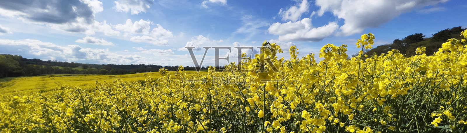 油菜种植农业田野全景图照片摄影图片