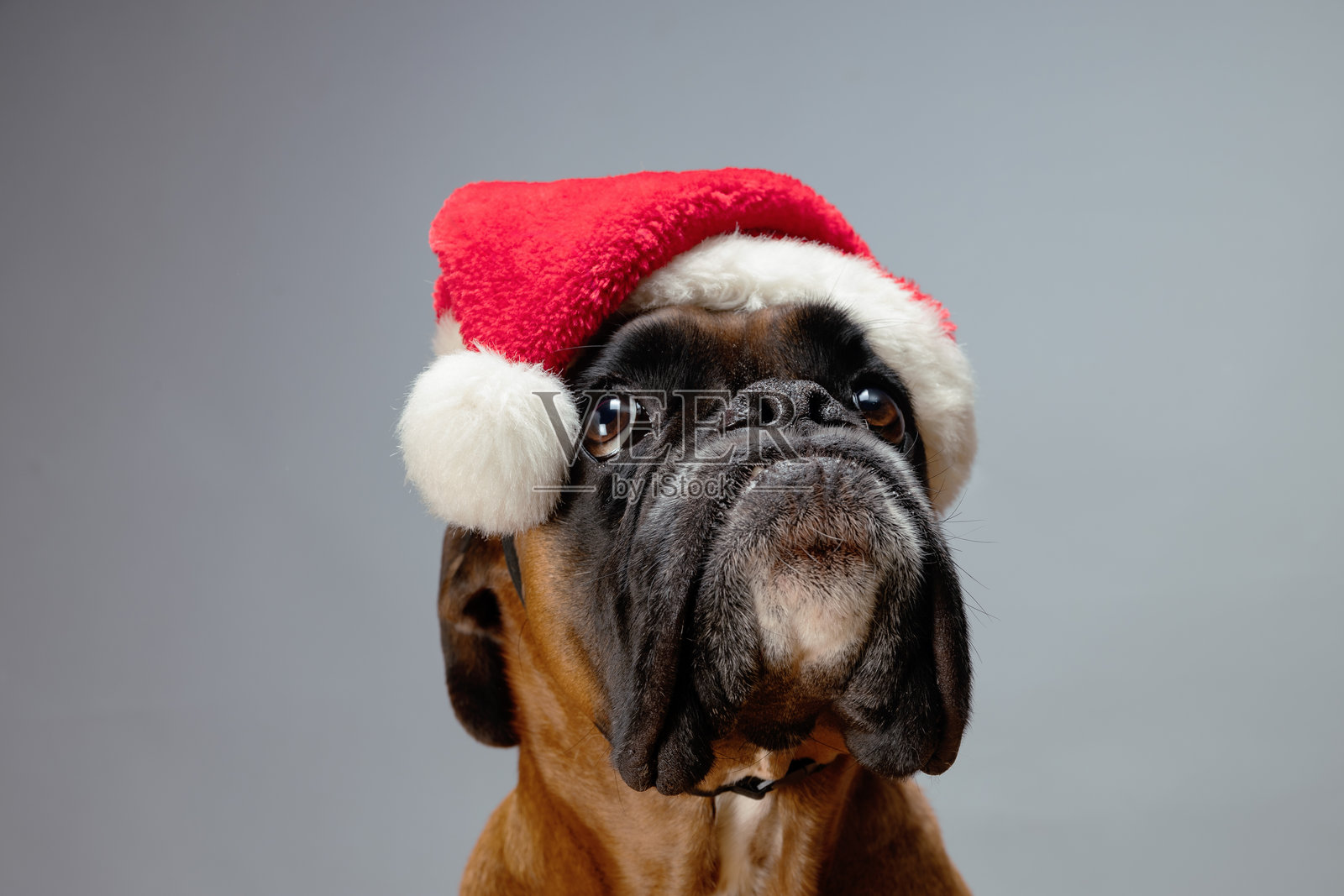 穿着圣诞老人帽的拳师犬特写肖像。照片摄影图片