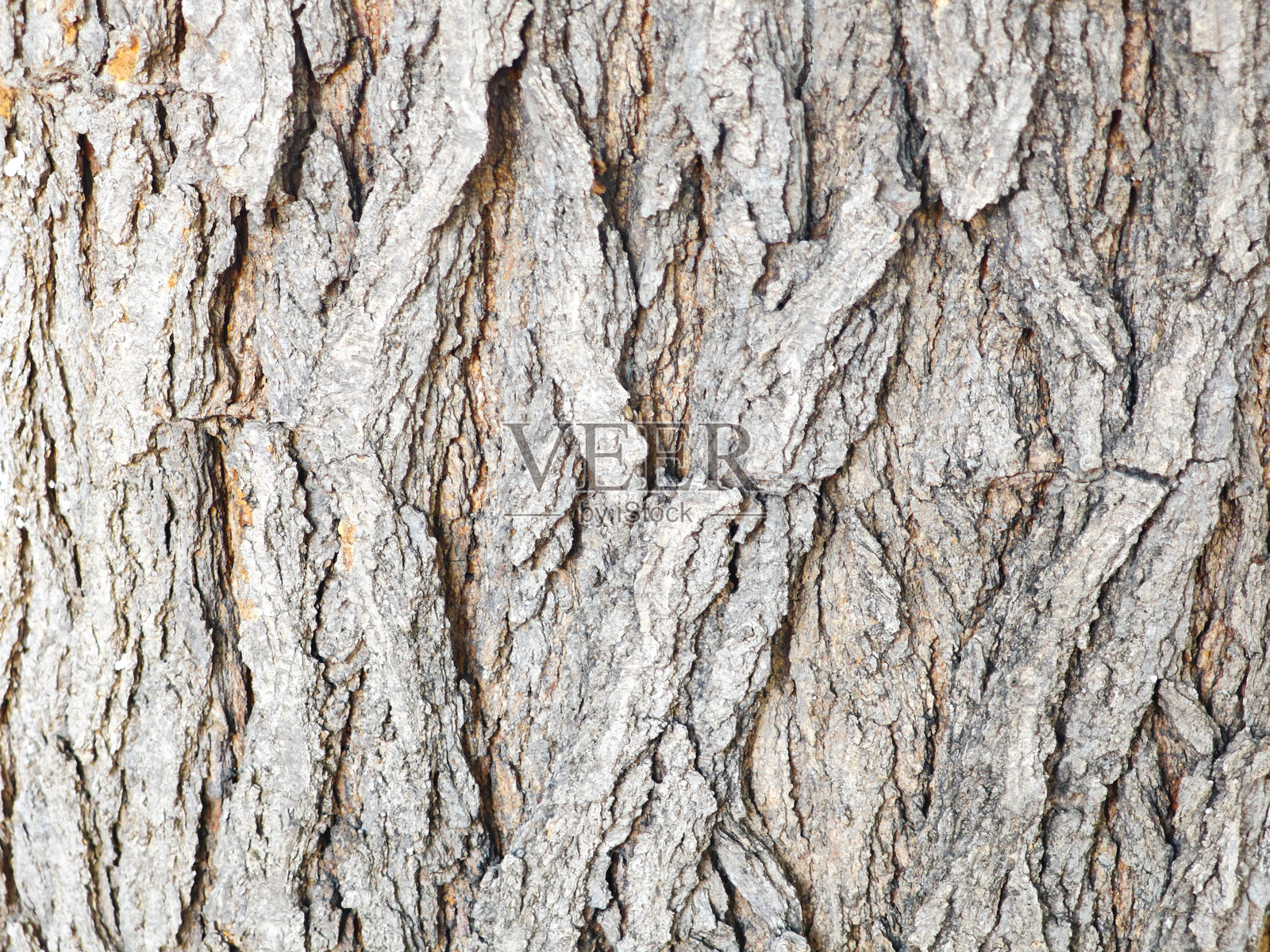 树木木纹背景照片摄影图片