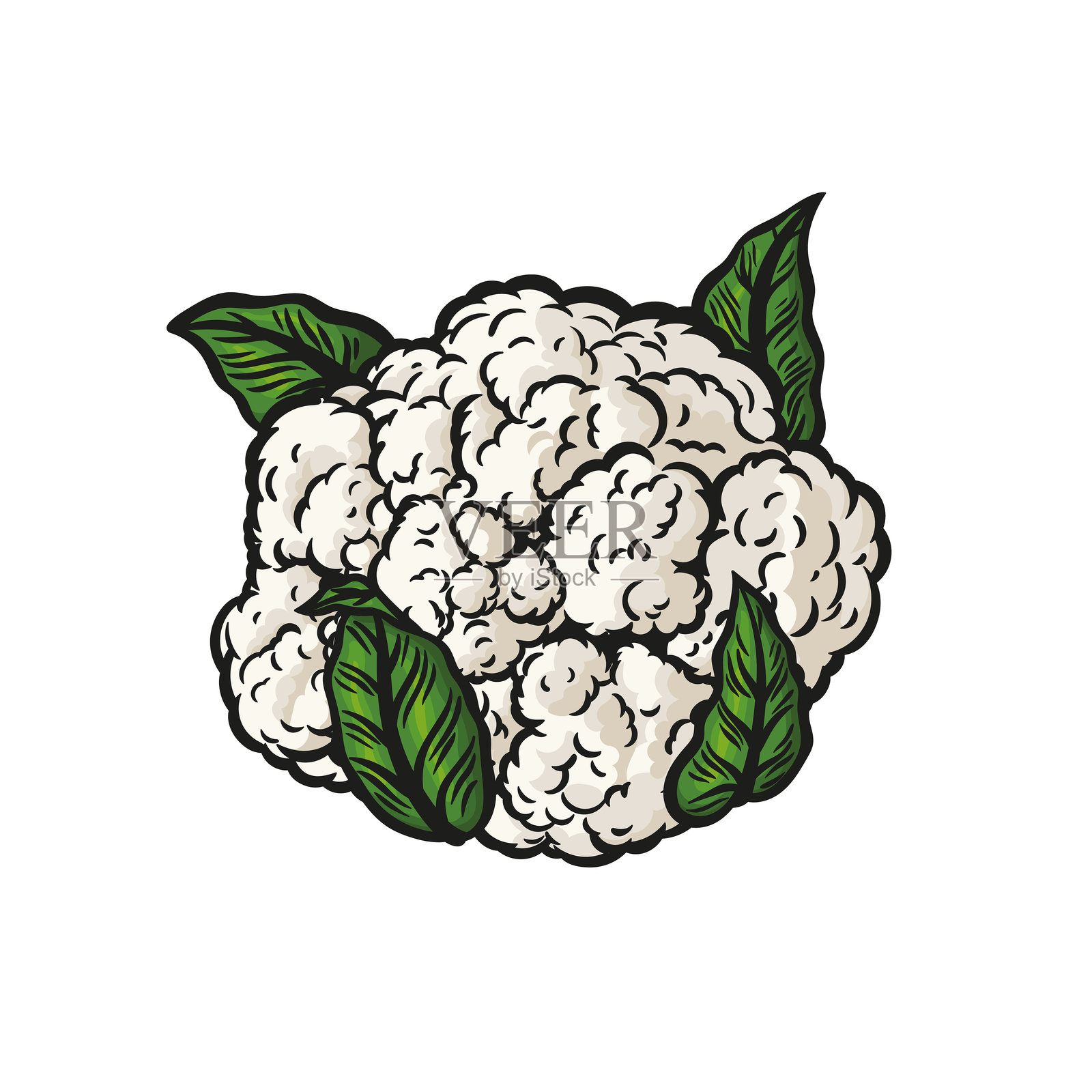 线条画风格的花椰菜插画图片素材