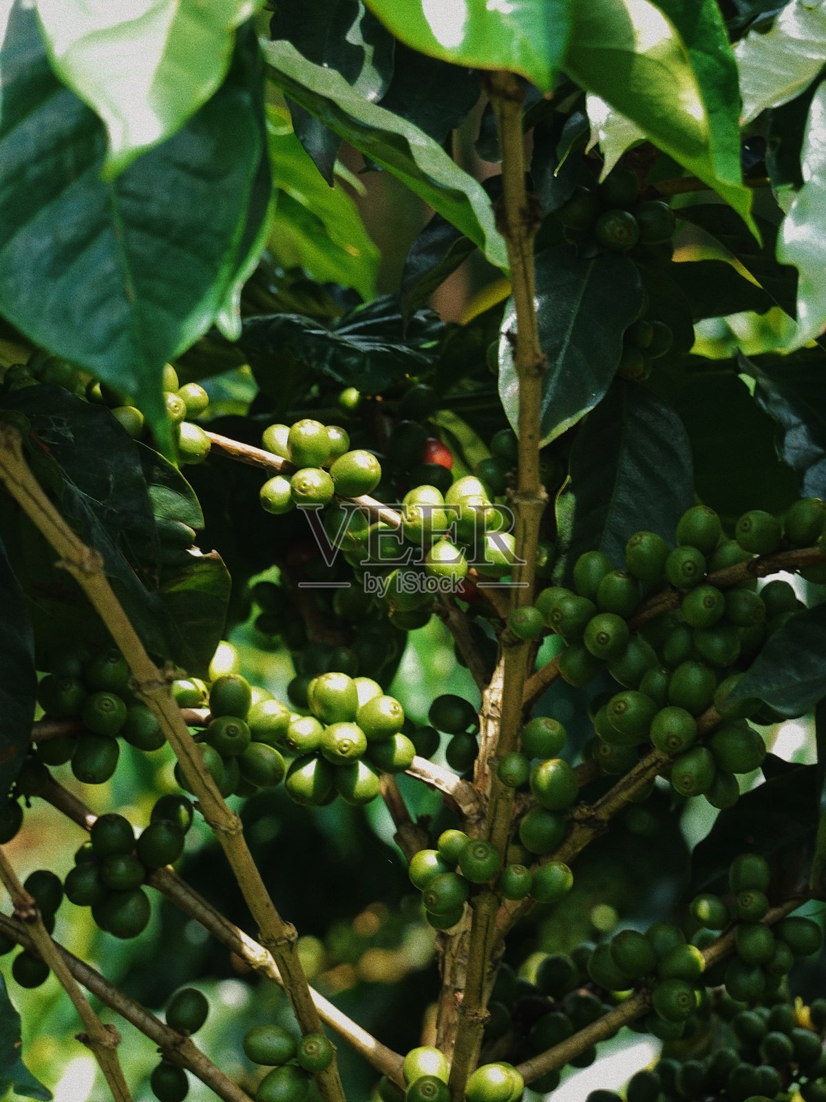 森林中的大树和花朵照片摄影图片