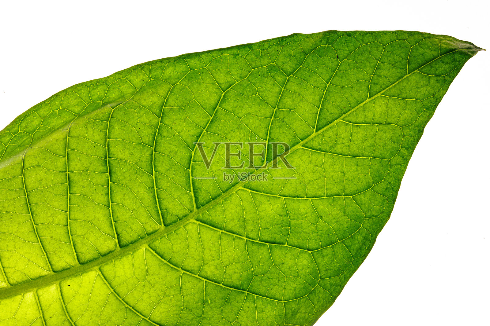 白色背景上的烟草叶特写照片，烟草生产，烟草种植照片摄影图片