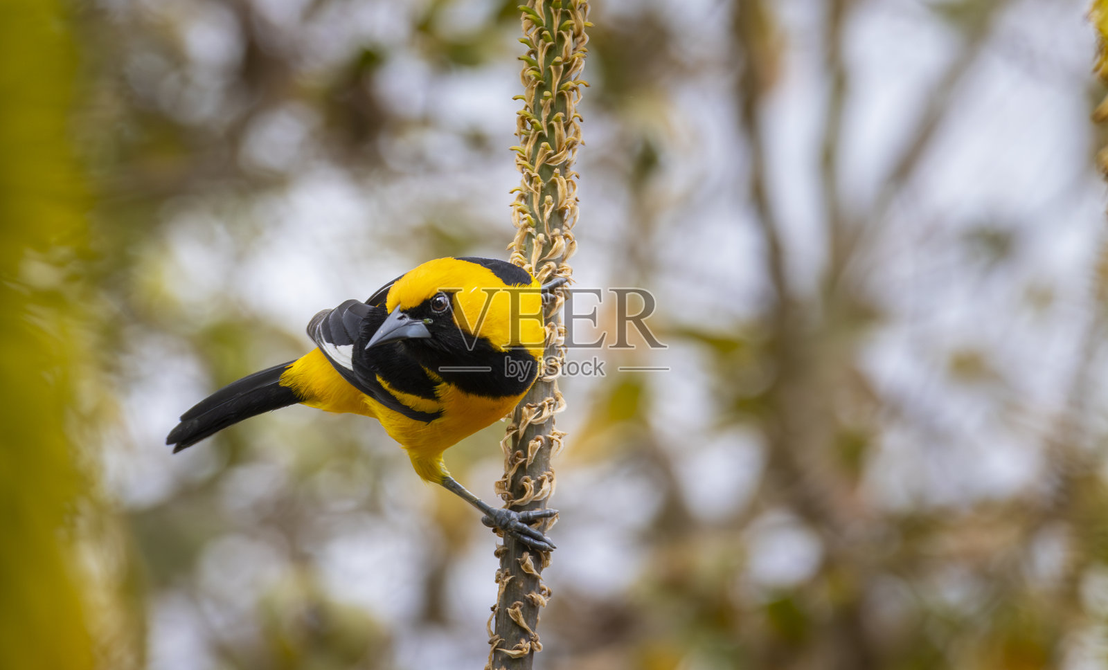 一只黄色的黄鹂在花朵上吸食花蜜。照片摄影图片