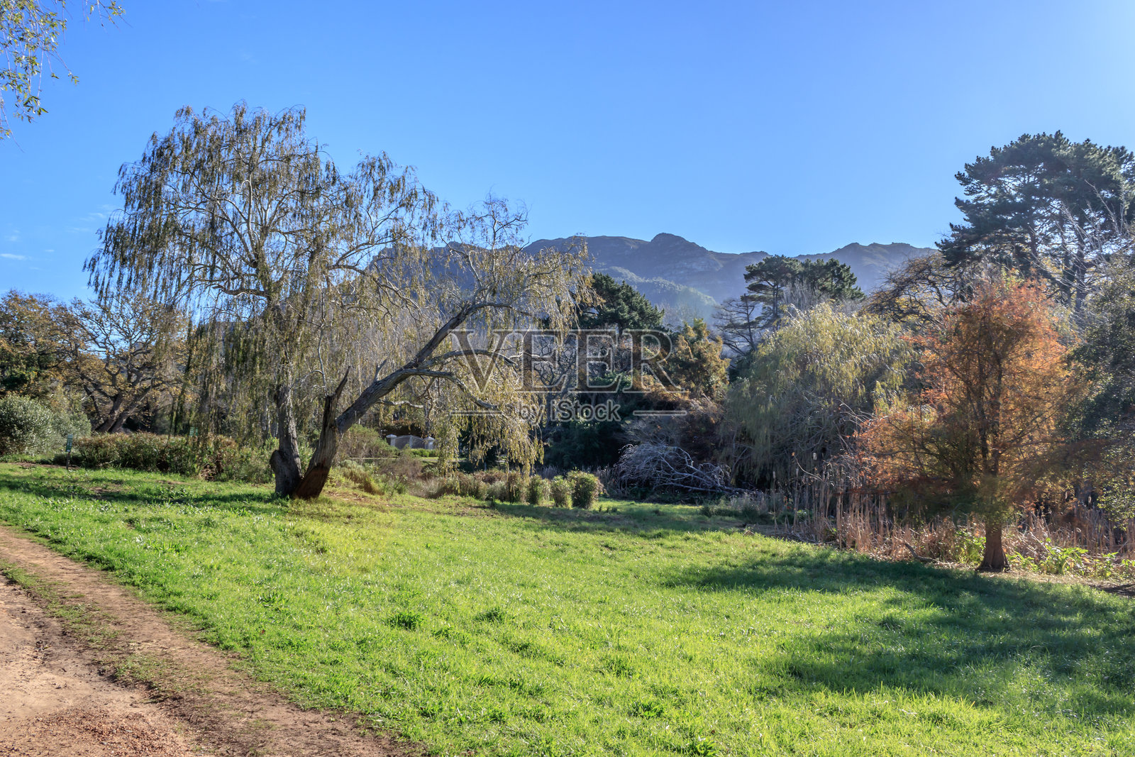 南非开普敦被山脉环绕的美丽植物园小径，绿树成荫，植被茂盛照片摄影图片