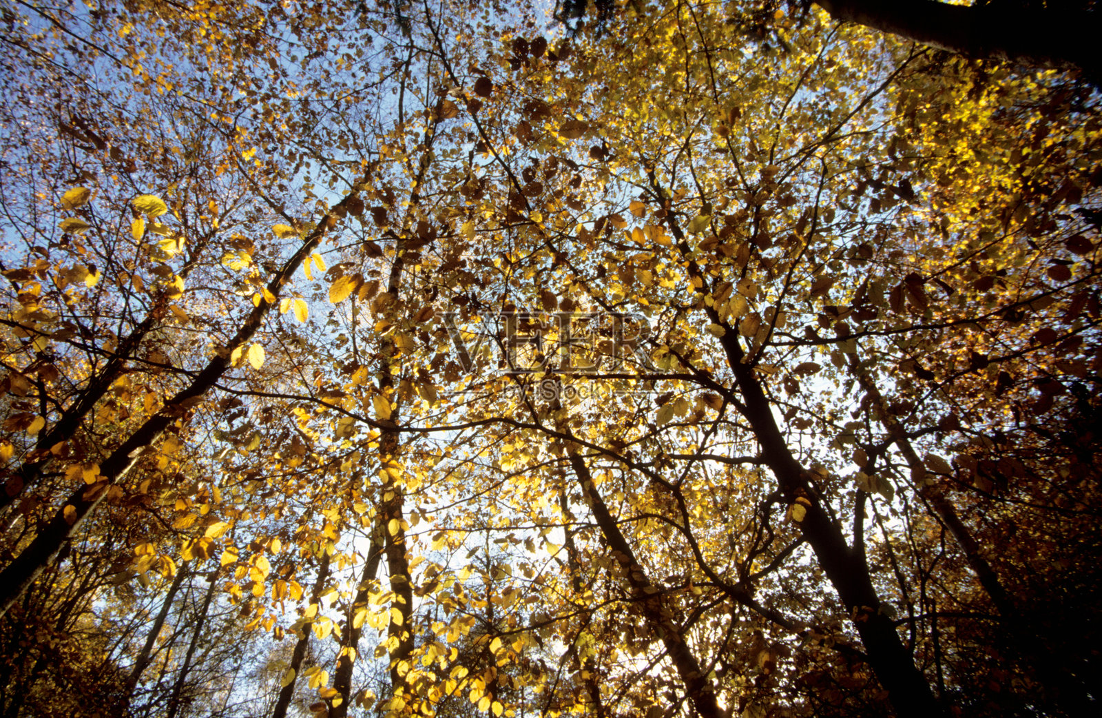 秋天的色彩照片摄影图片
