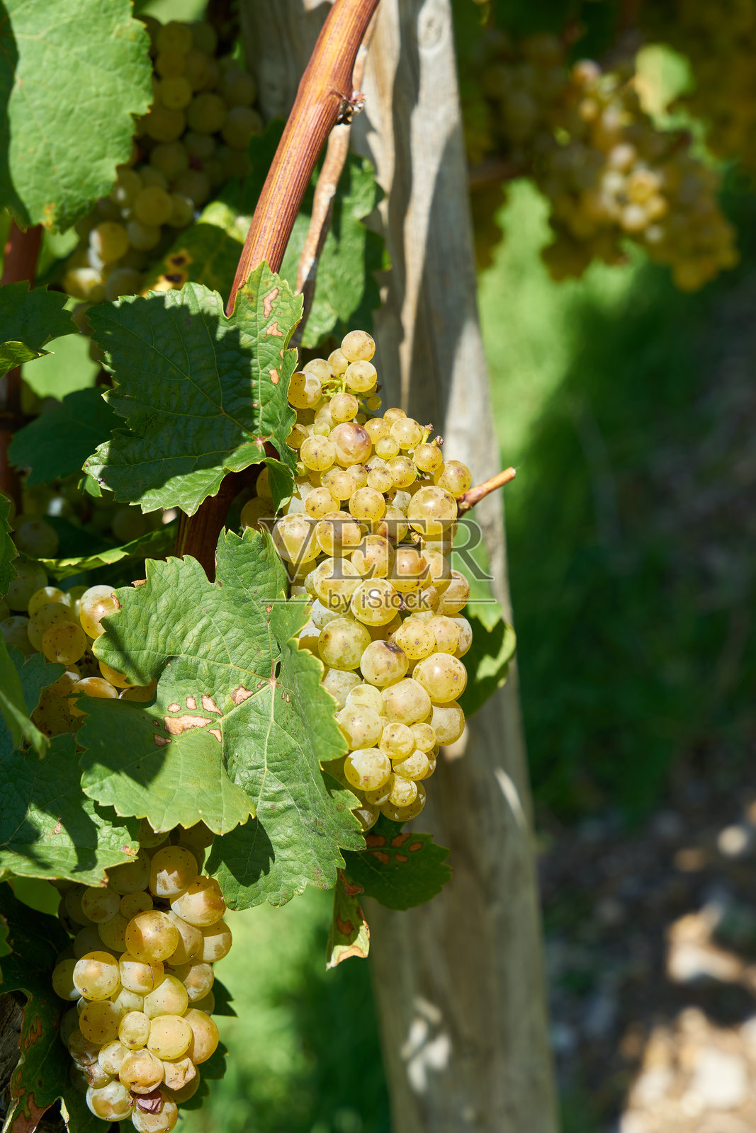 西万纳葡萄品种的葡萄在葡萄园中照片摄影图片