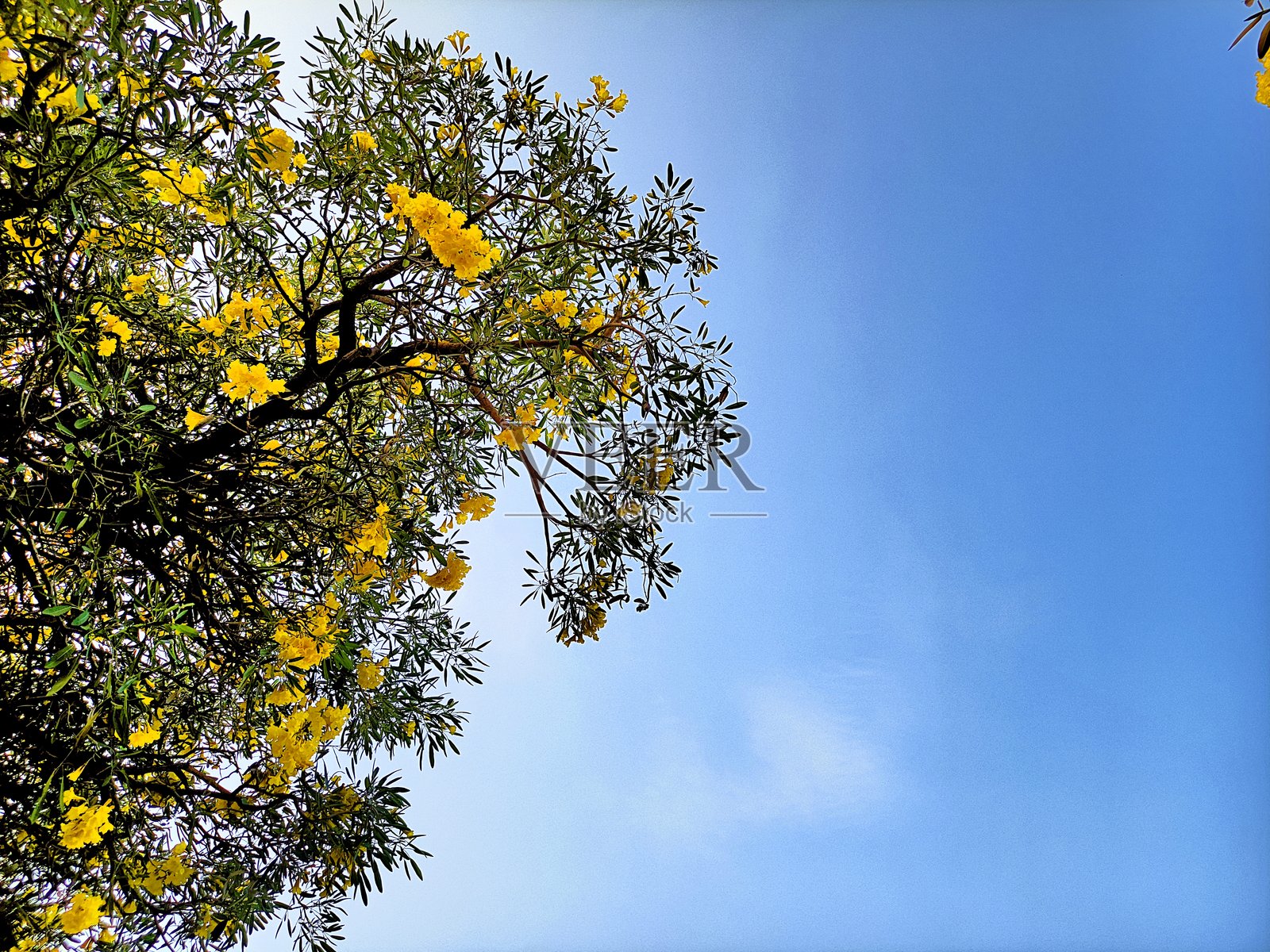 黄花风铃木（Handroanthus chrysotrichus），也称为金喇叭树。照片摄影图片