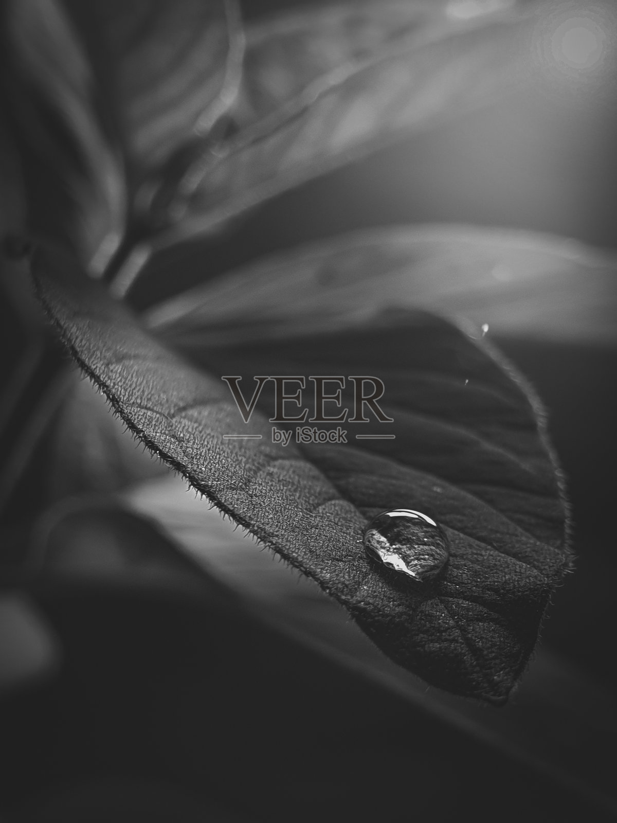 叶子上的水滴照片摄影图片