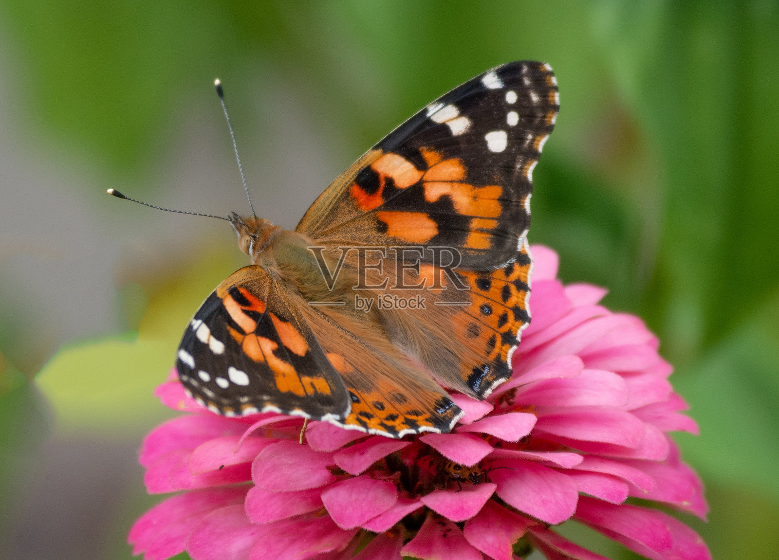 蝴蝶画的女士蝴蝶与粉色花朵 - 印第安纳州霍华德县照片摄影图片