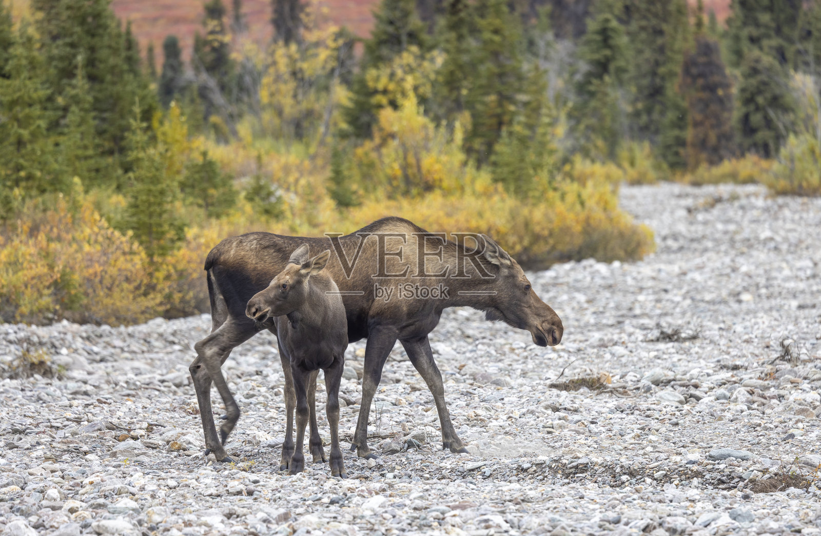 阿拉斯加育空地区的母牛和小牛驼鹿在德纳里国家公园的秋季照片摄影图片