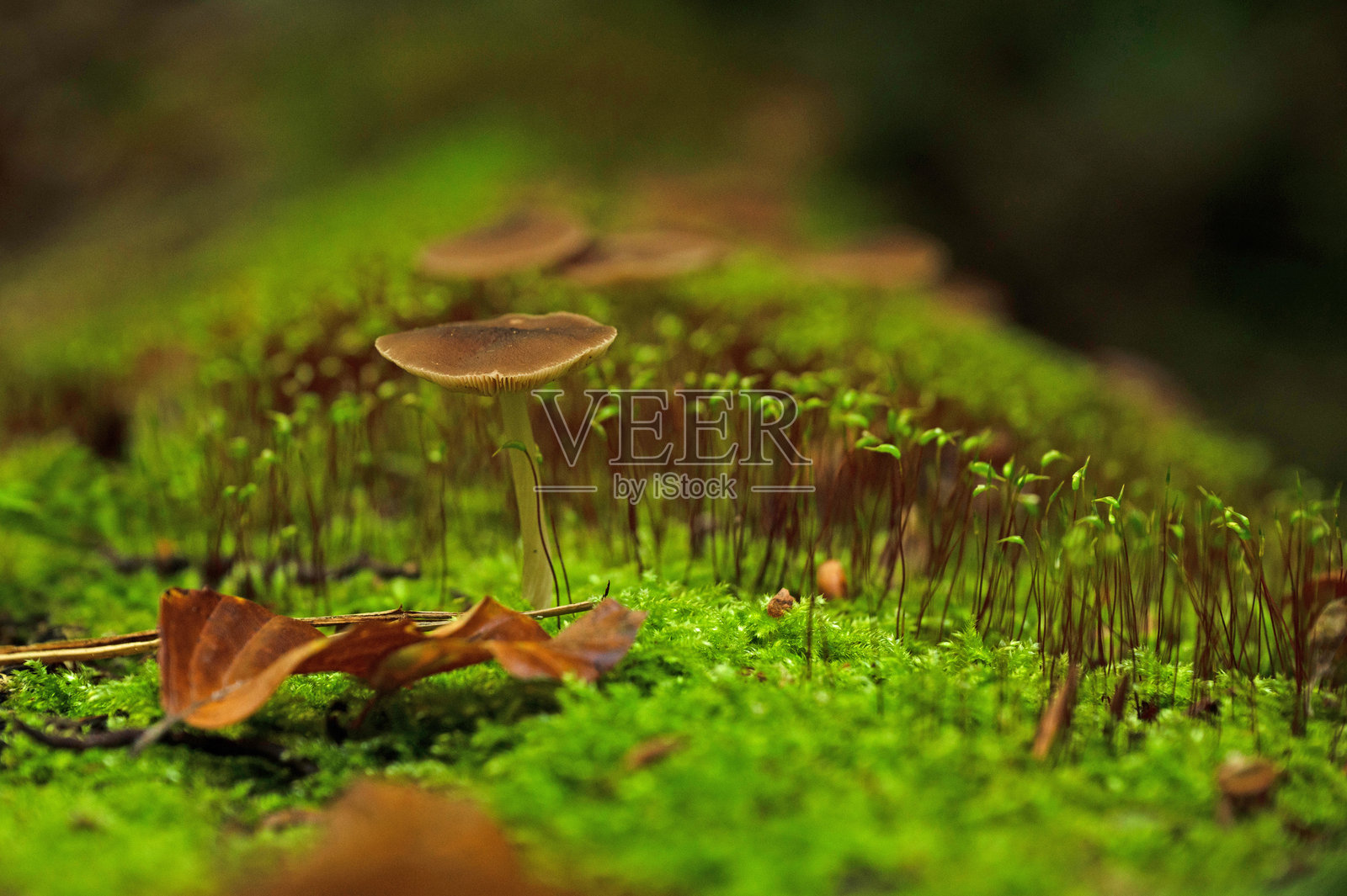 森林中的蘑菇和苔藓照片摄影图片