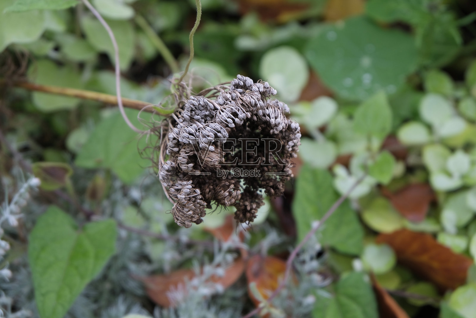 枯萎的植物照片摄影图片