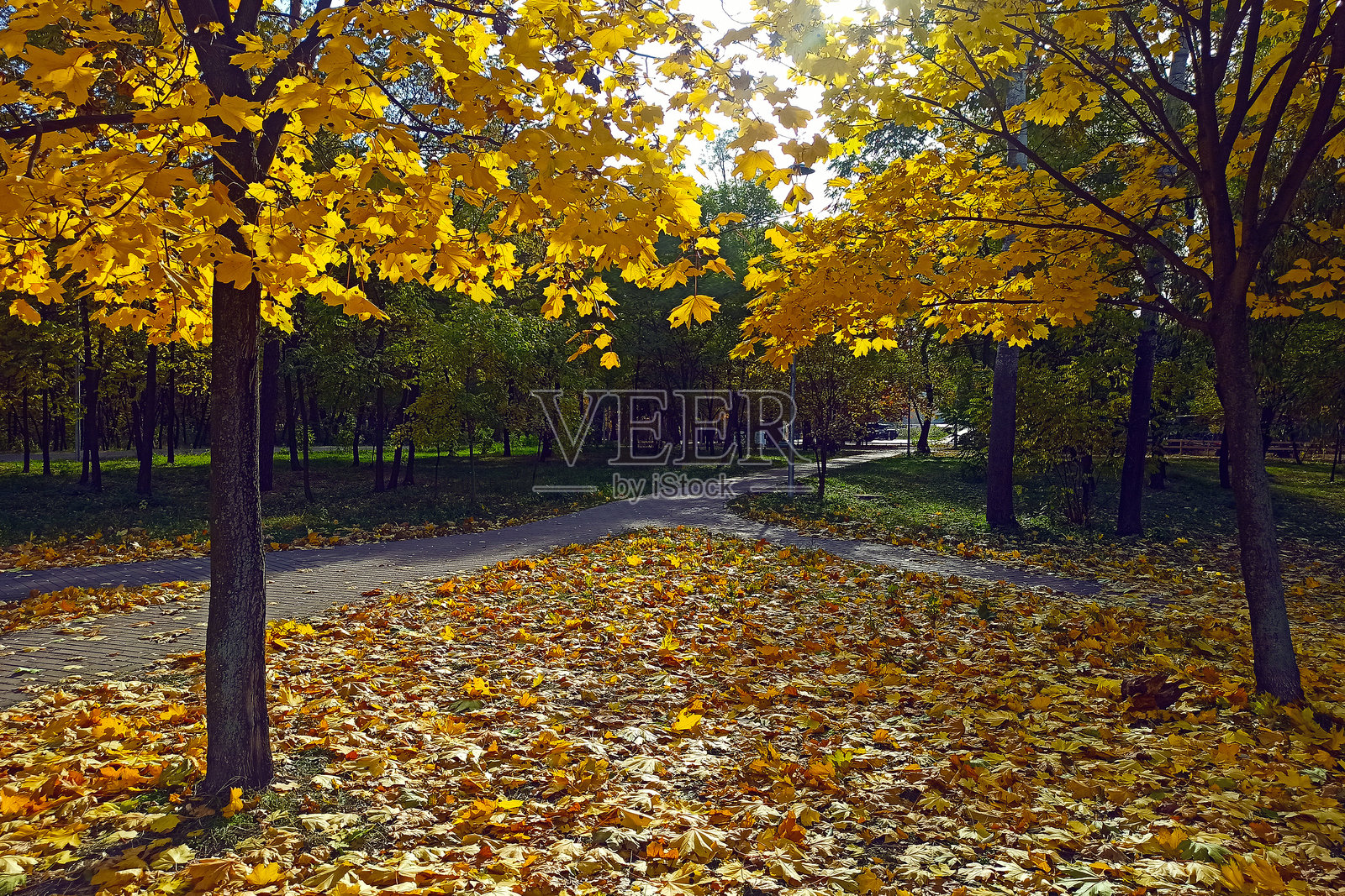 基辅佩雷莫哈公园金色秋天的美丽小巷照片摄影图片