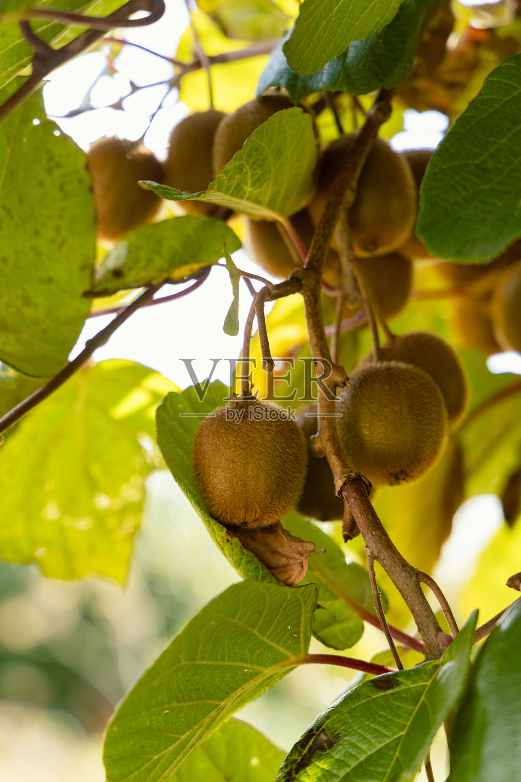树枝上的猕猴桃照片摄影图片