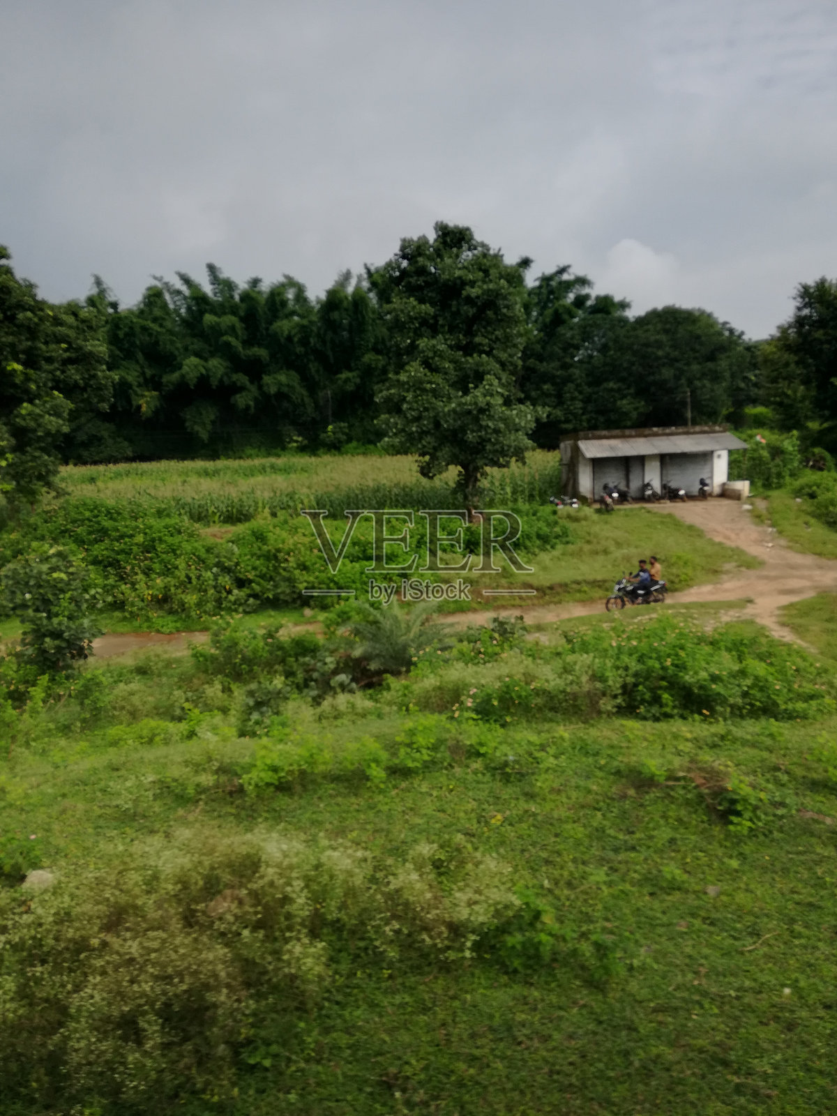 村庄中绿意盎然的农田景观与小屋照片摄影图片