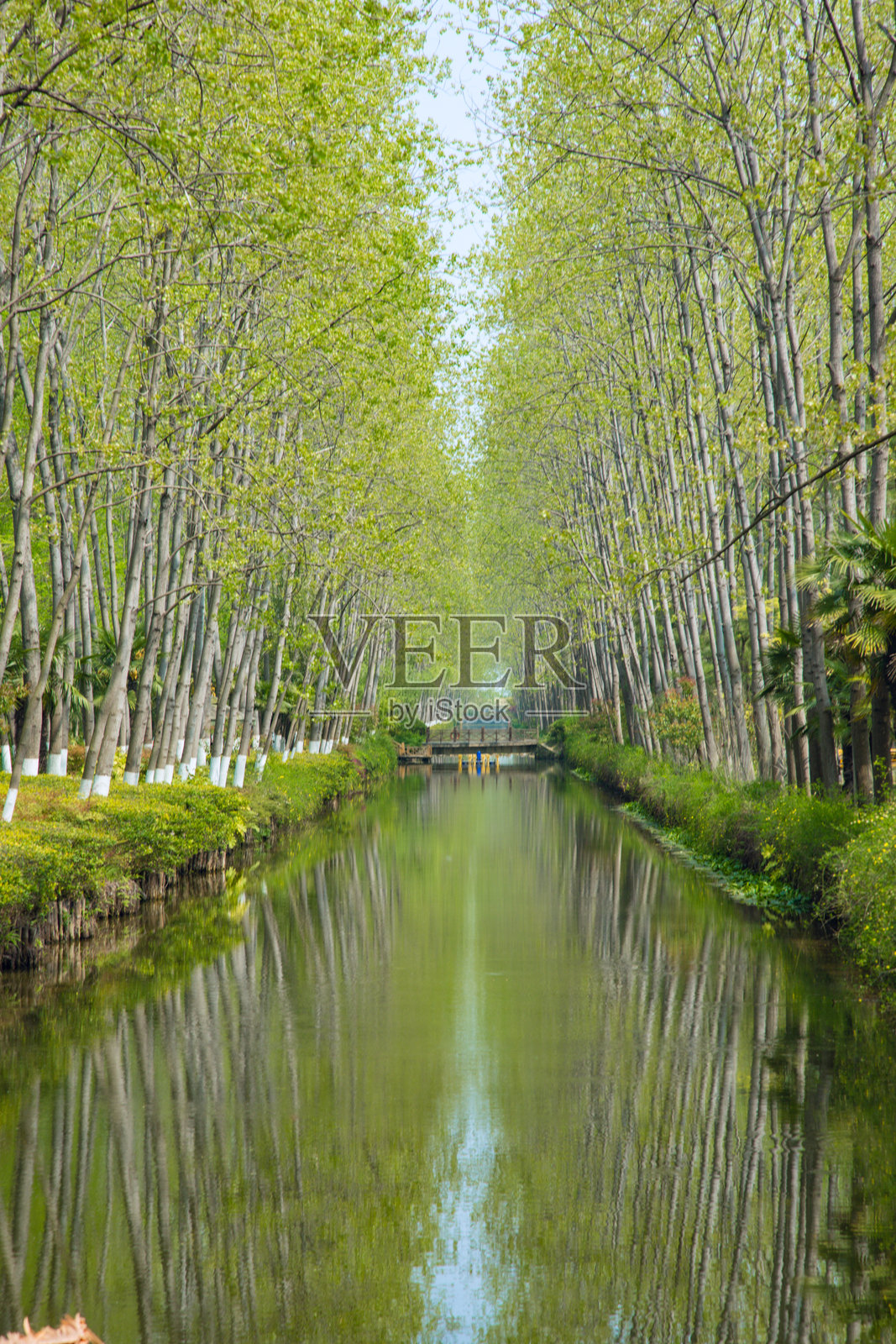 合肥市，安徽省-滨湖森林湿地公园-森林中的树木照片摄影图片
