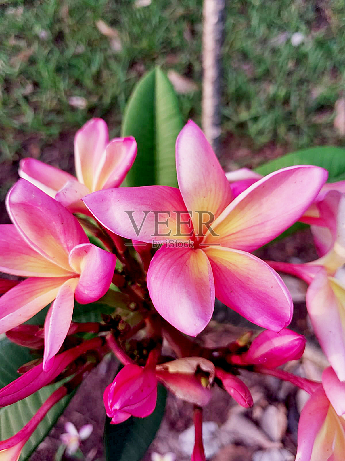 夹竹桃花或香水花照片摄影图片