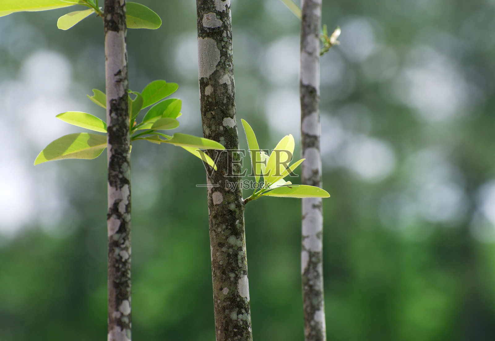 特写春天绿色的叶子在树枝上生长照片摄影图片
