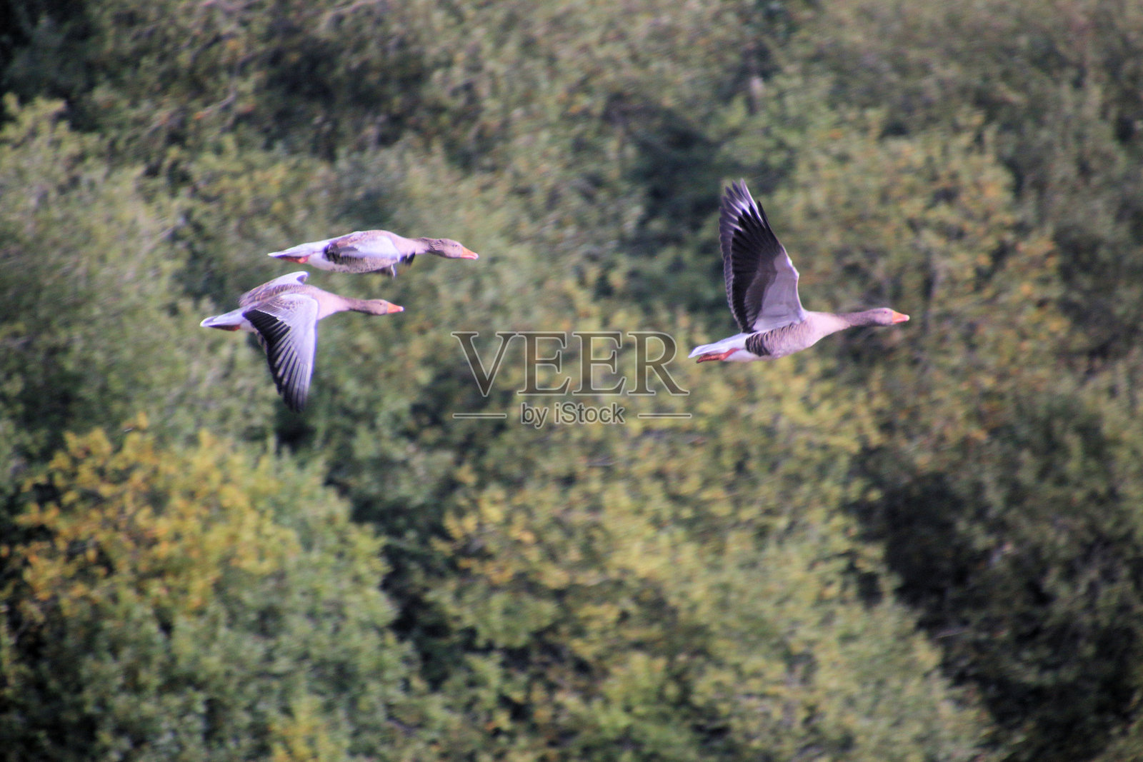 一只灰雁在飞行中的景象照片摄影图片