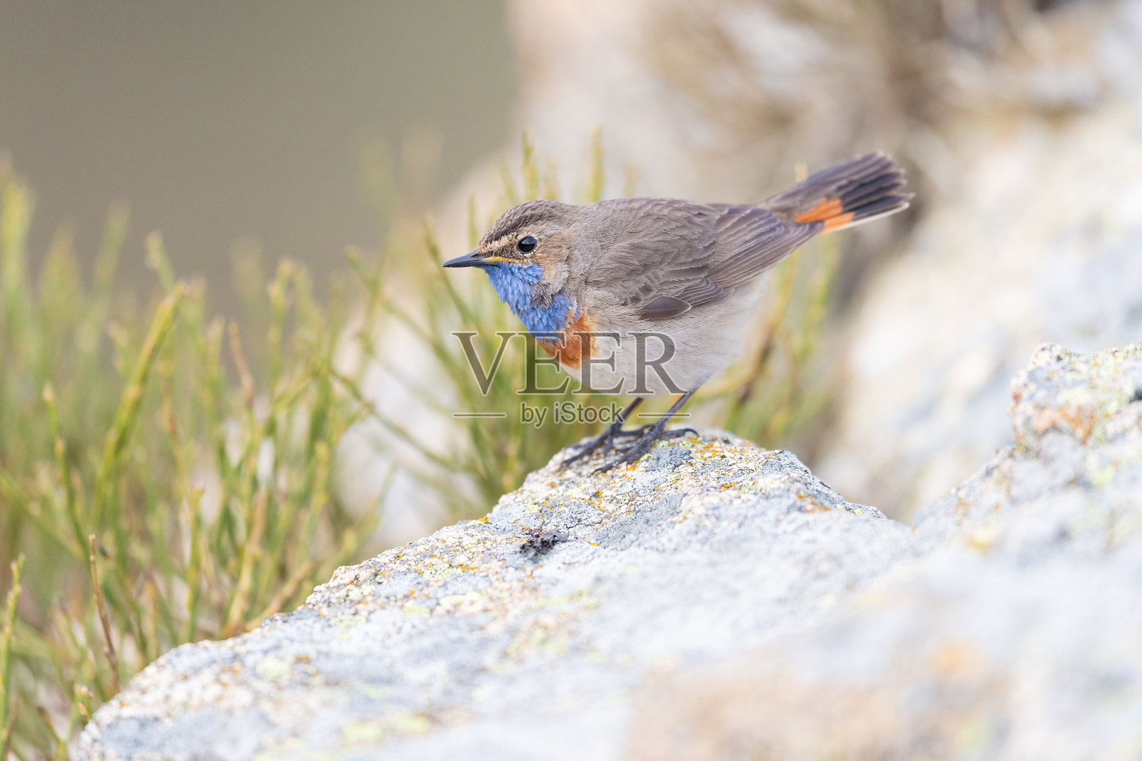 西班牙莱昂山区的蓝喉歌鸲 (Luscinia svecica)照片摄影图片