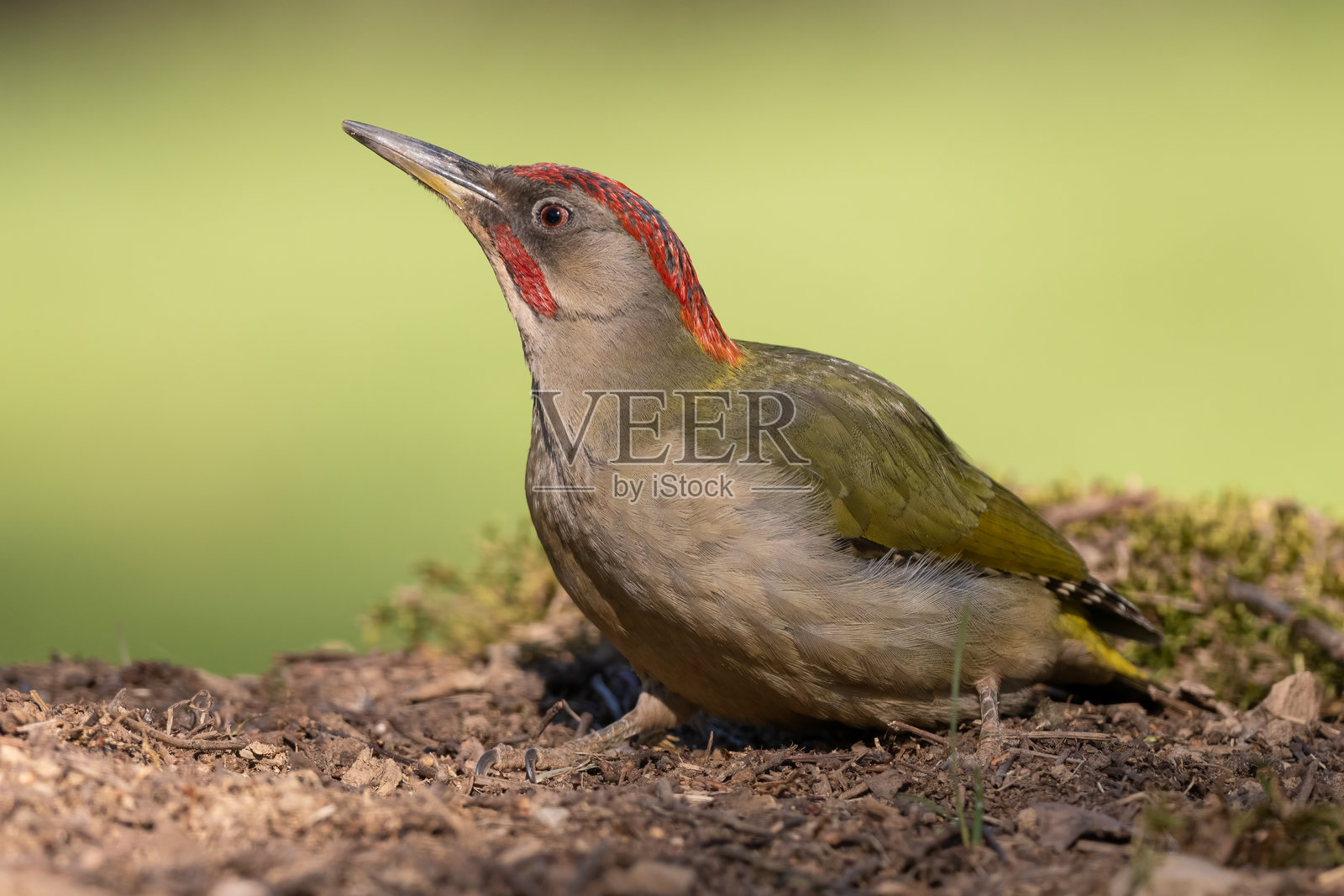 伊比利亚绿啄木鸟在其栖息环境中（Picus sharpei）照片摄影图片