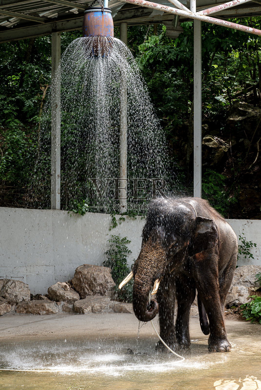 在泰国考考喔动物园玩水的大象照片摄影图片