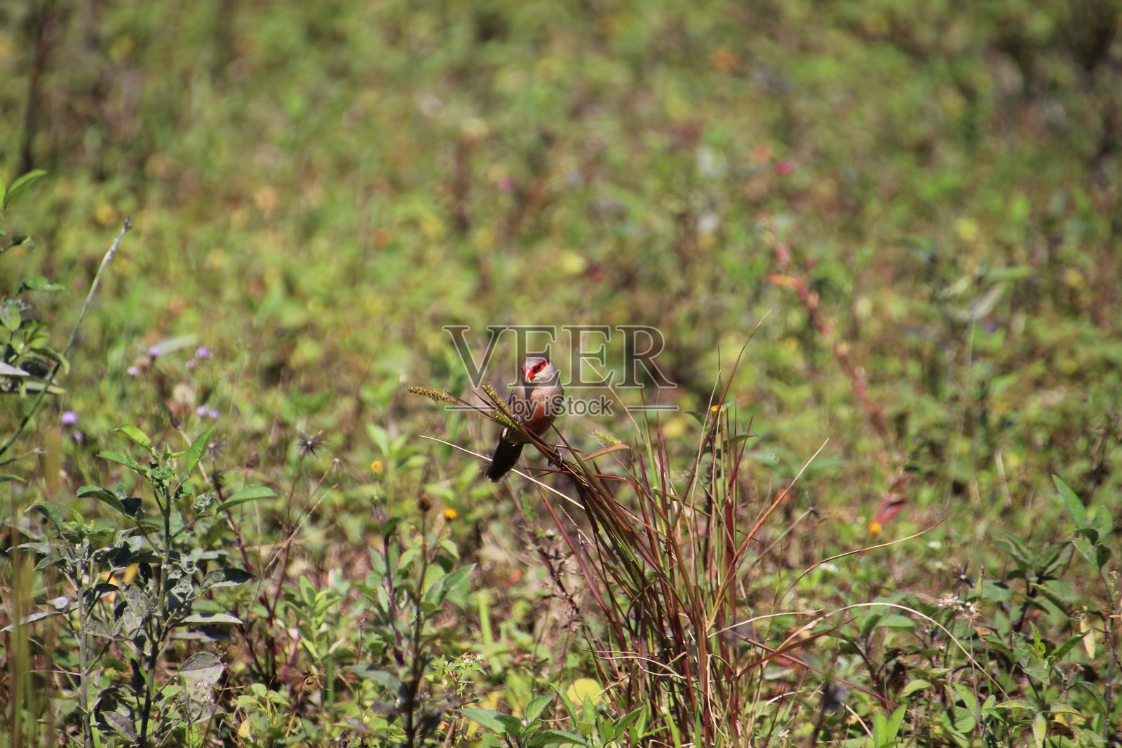 蜡嘴雀 - Estrilda astrild照片摄影图片