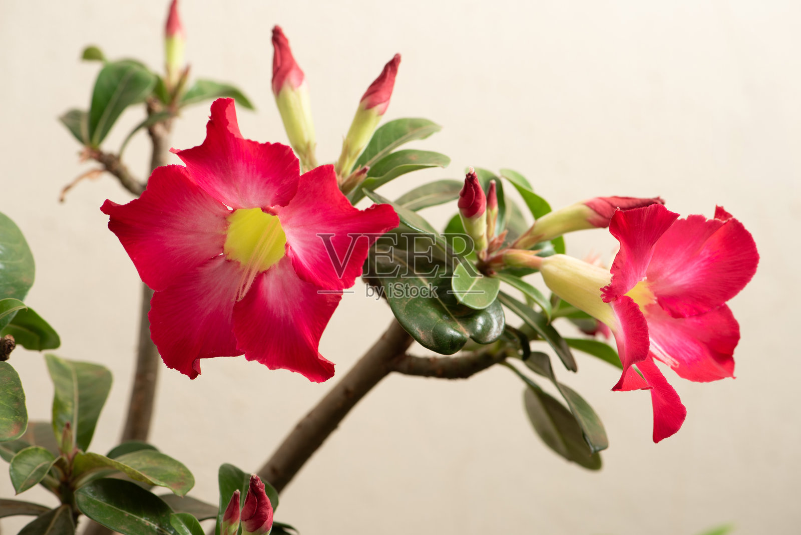 沙漠玫瑰，一种美丽的开花沙漠玫瑰，选择性对焦。照片摄影图片