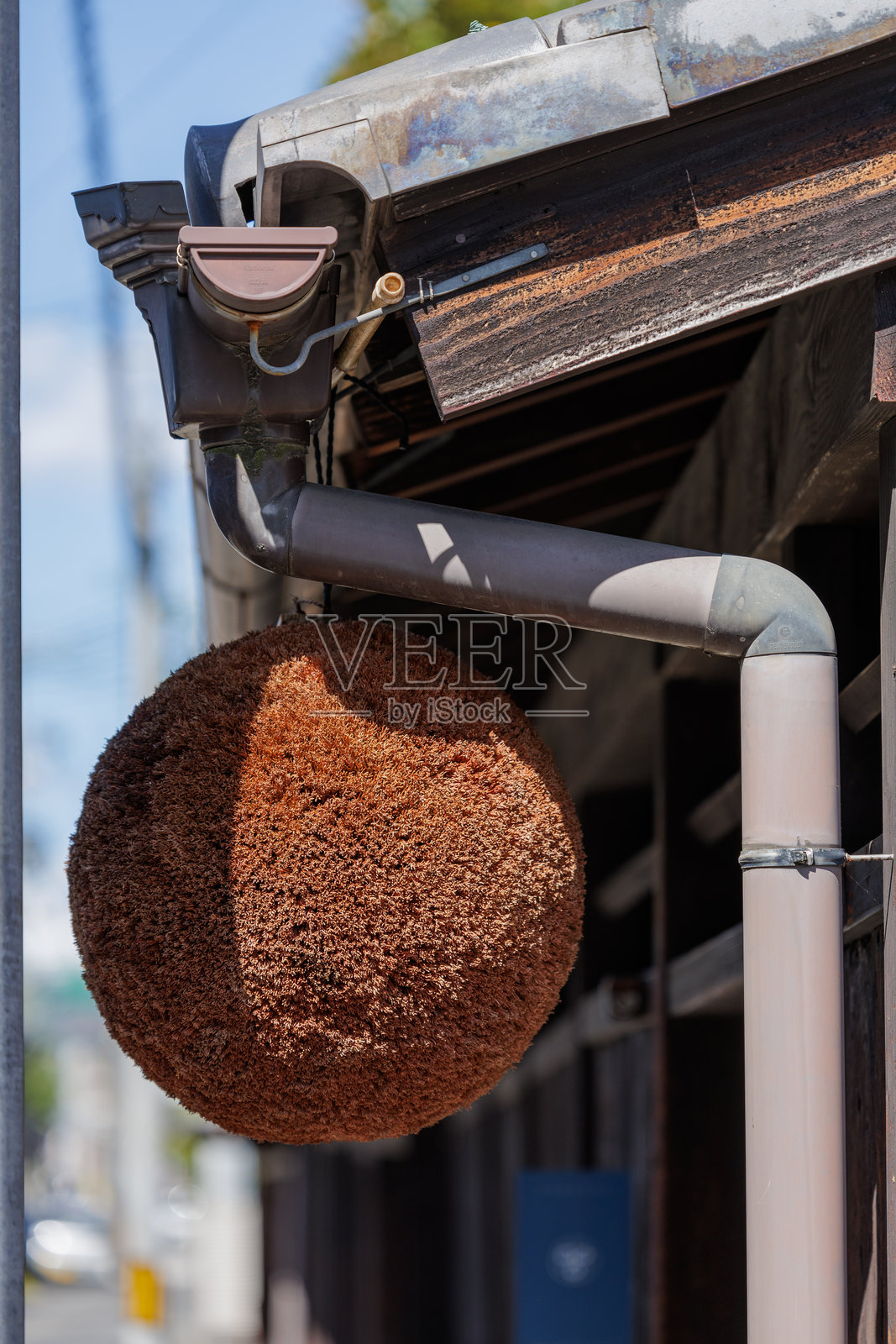 清酒酿造厂的杉玉 - 日本杉叶球照片摄影图片