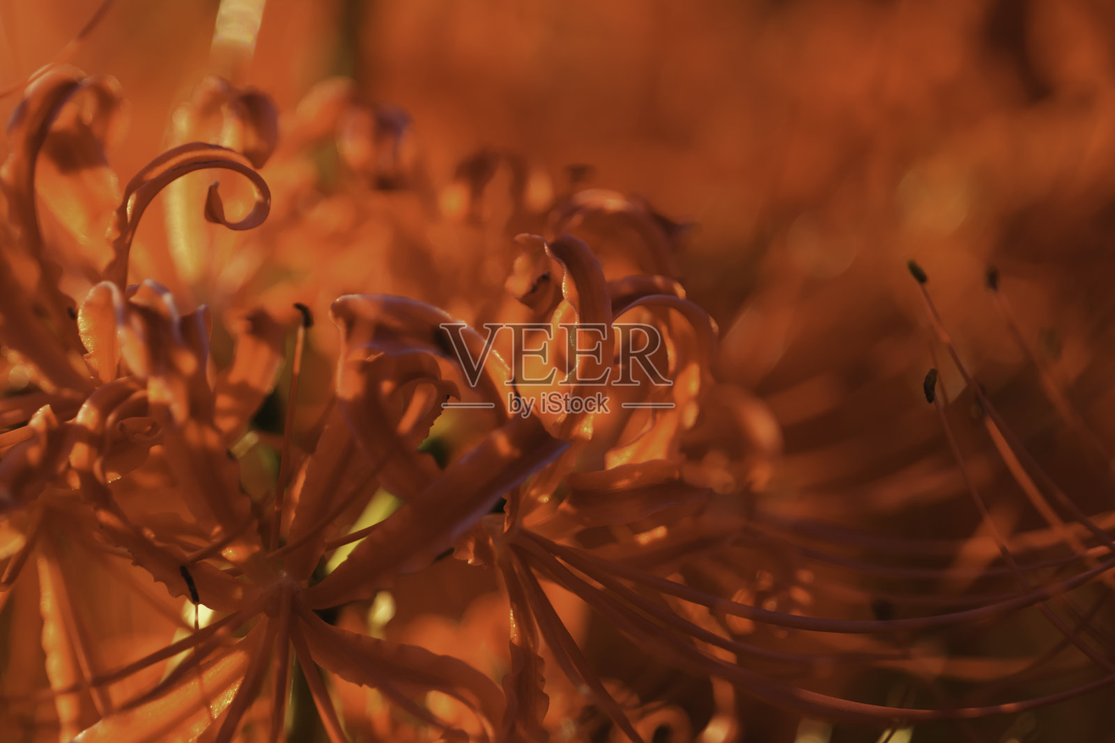 彼岸花的日落，红色的彼岸花，学名：Lycoris radiata照片摄影图片