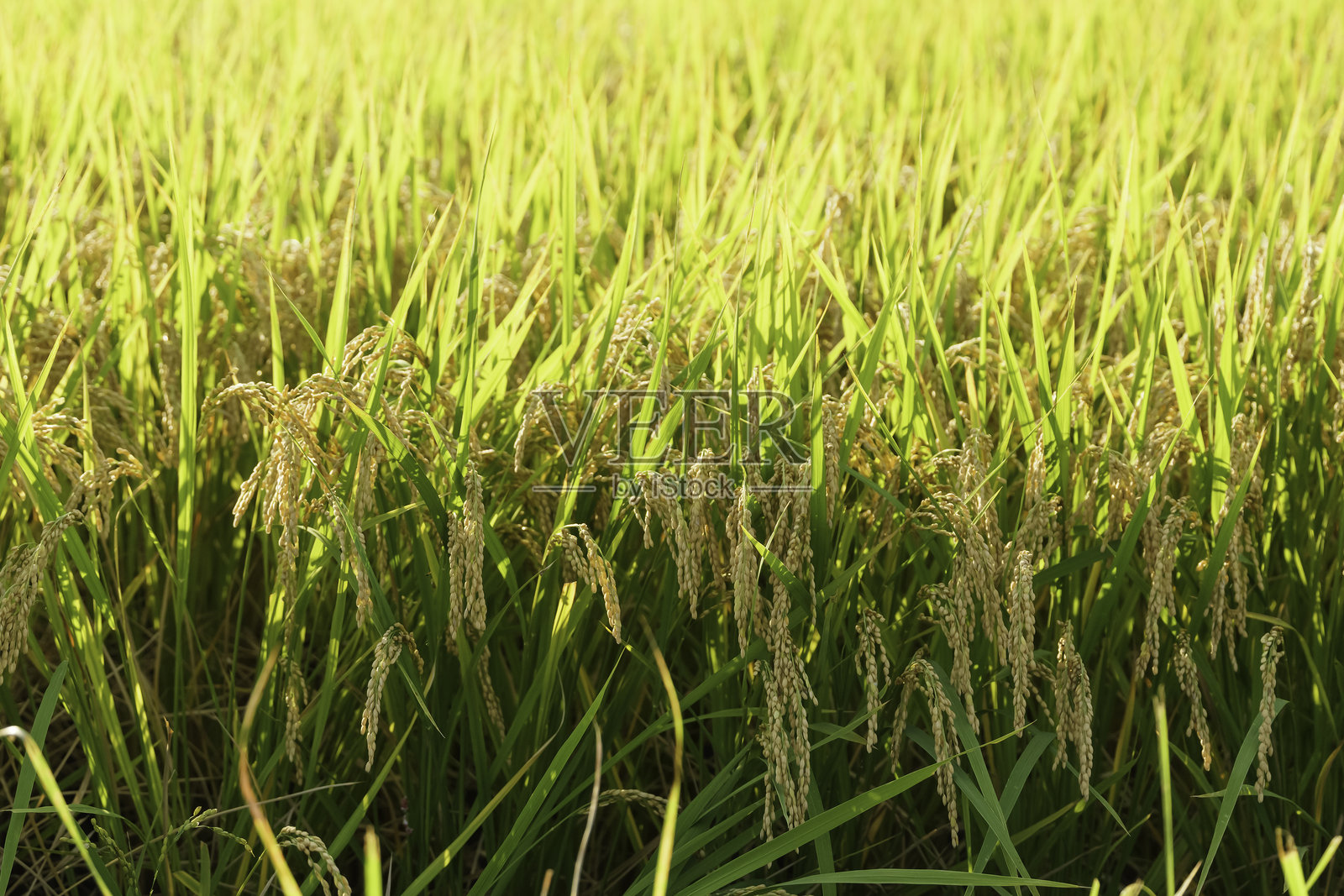 秋天的稻穗，丰收季节照片摄影图片