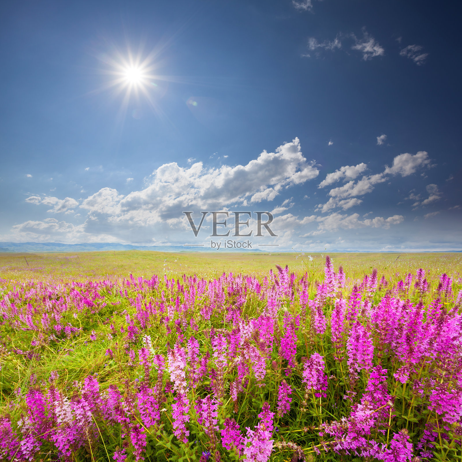 阳光蓝天下开满鲜花的草地照片摄影图片