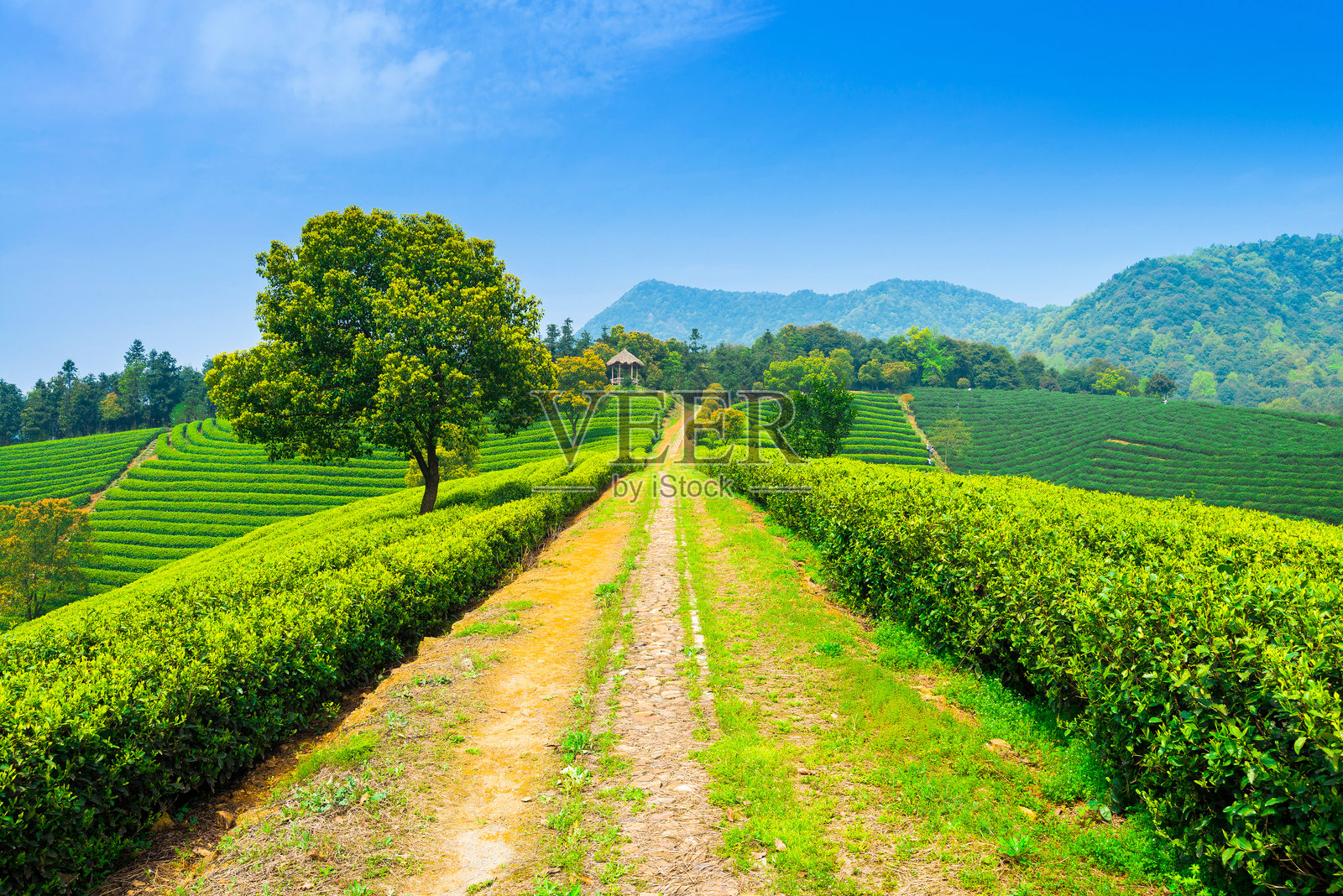山上绿茶园照片摄影图片