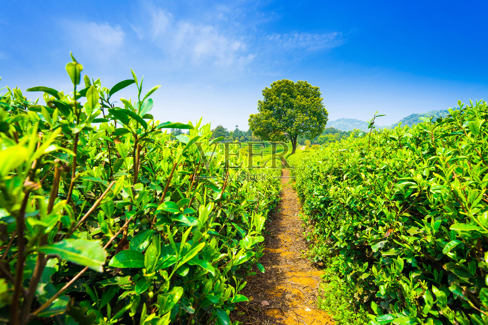 山上绿茶园照片摄影图片