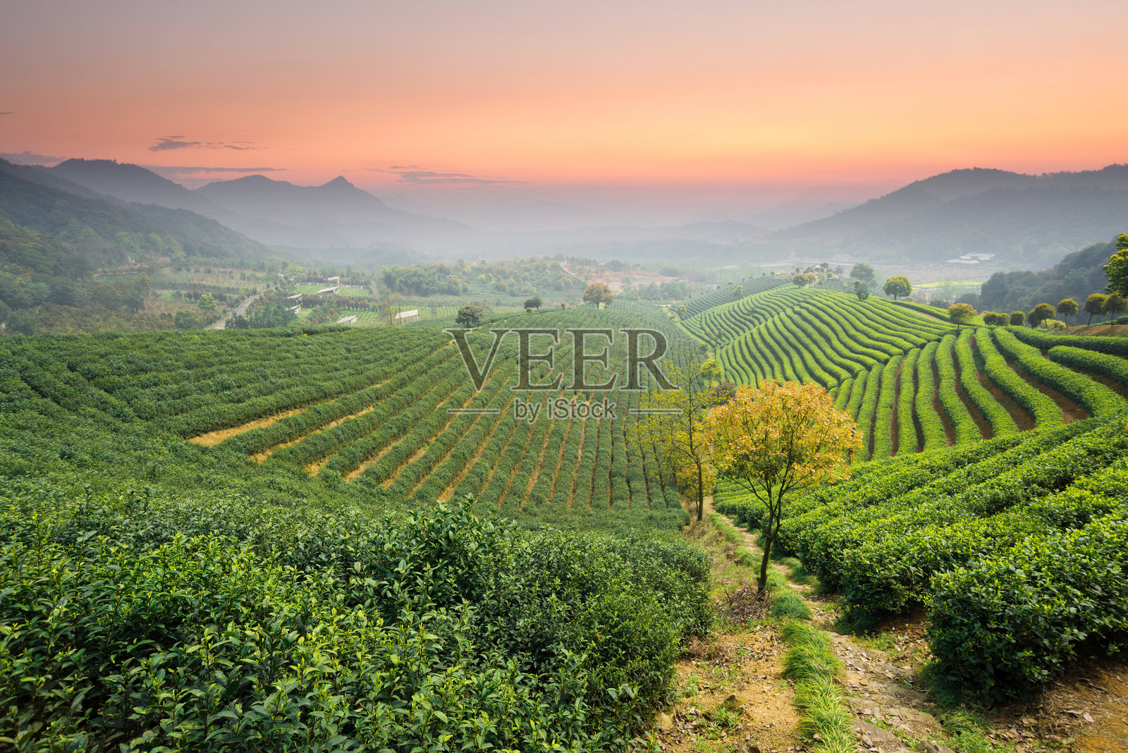 山上绿茶园照片摄影图片