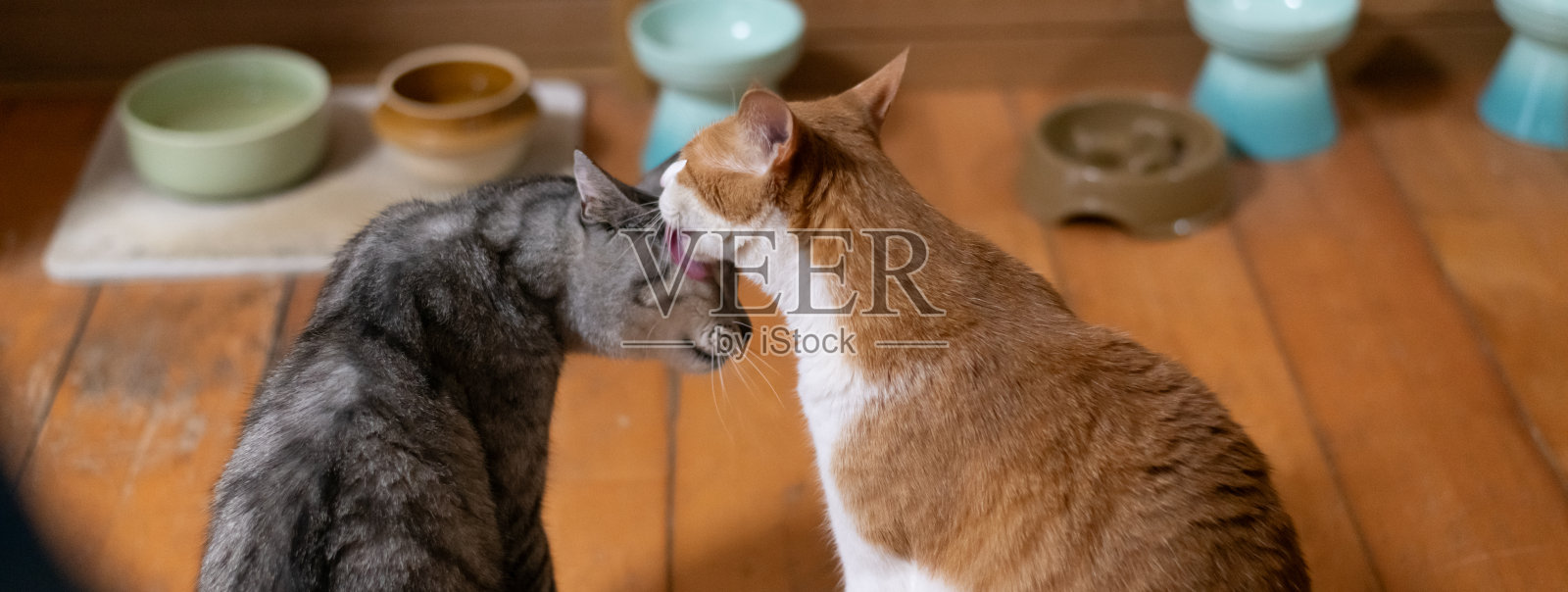 两只友好的猫咪照片摄影图片