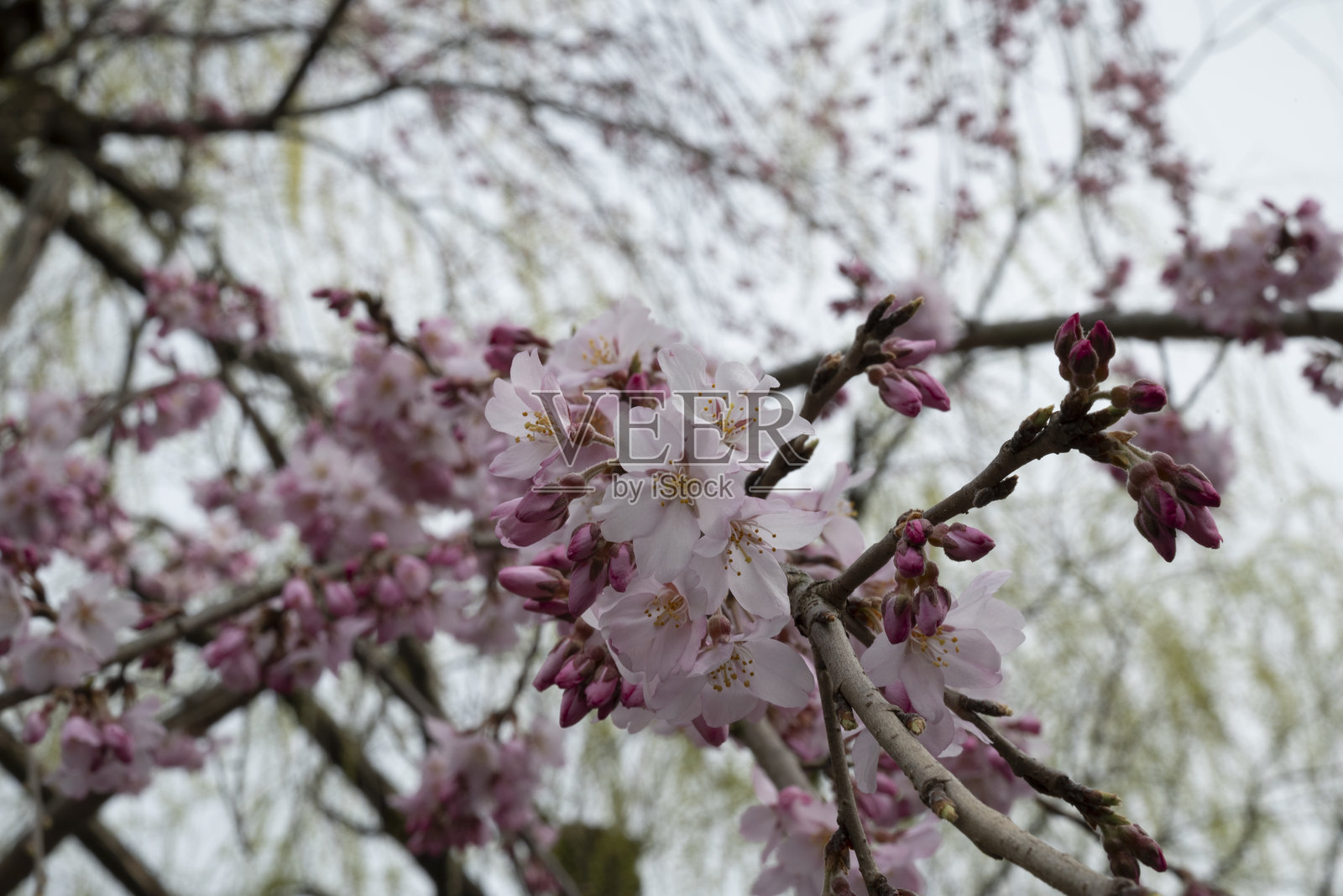 樱花 - 日本春季 2024照片摄影图片