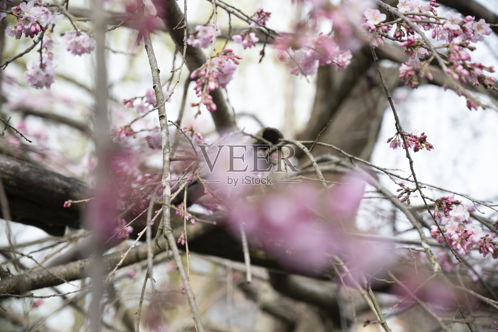 樱花 - 日本春季 2024照片摄影图片