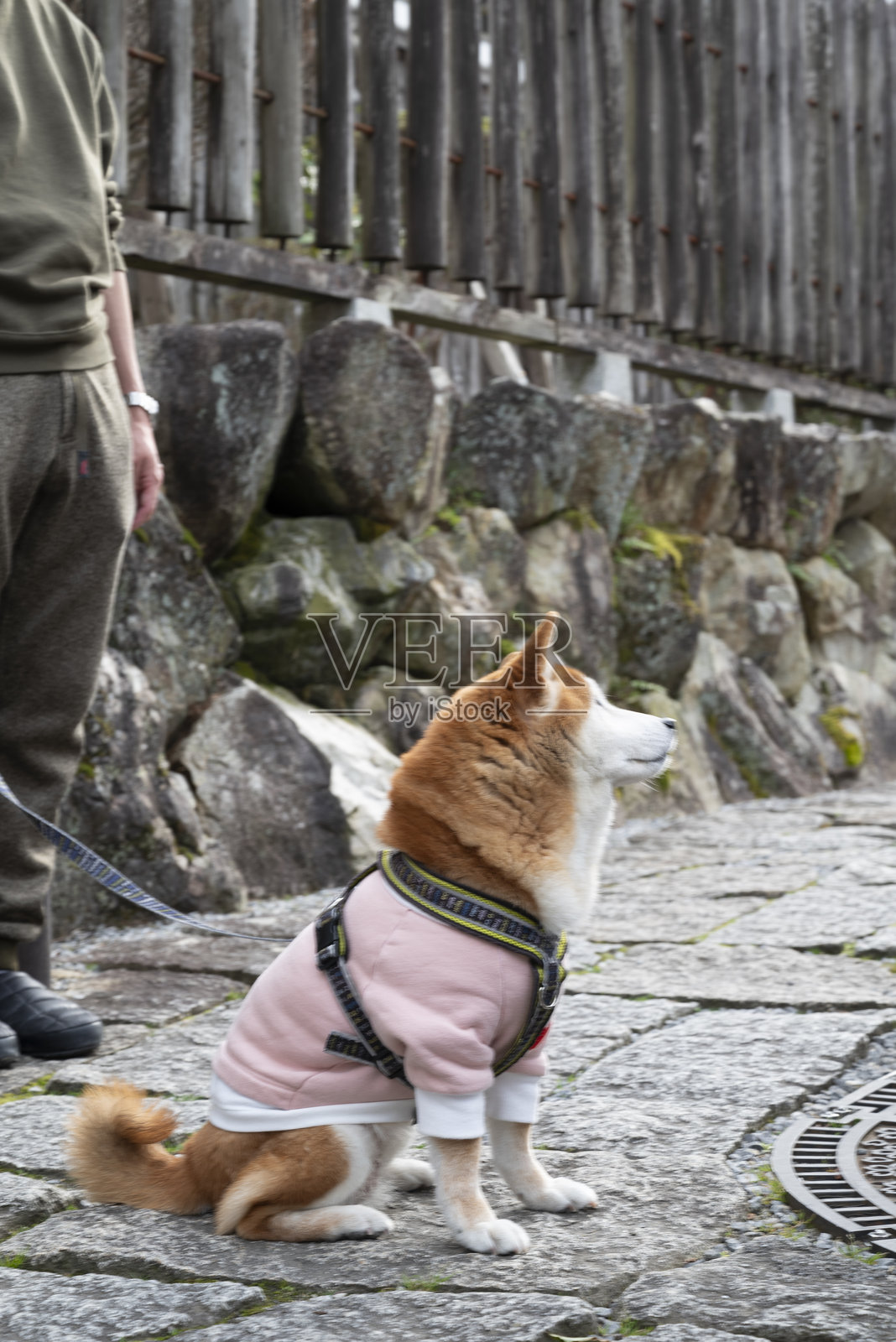 日本犬 - 品种照片摄影图片